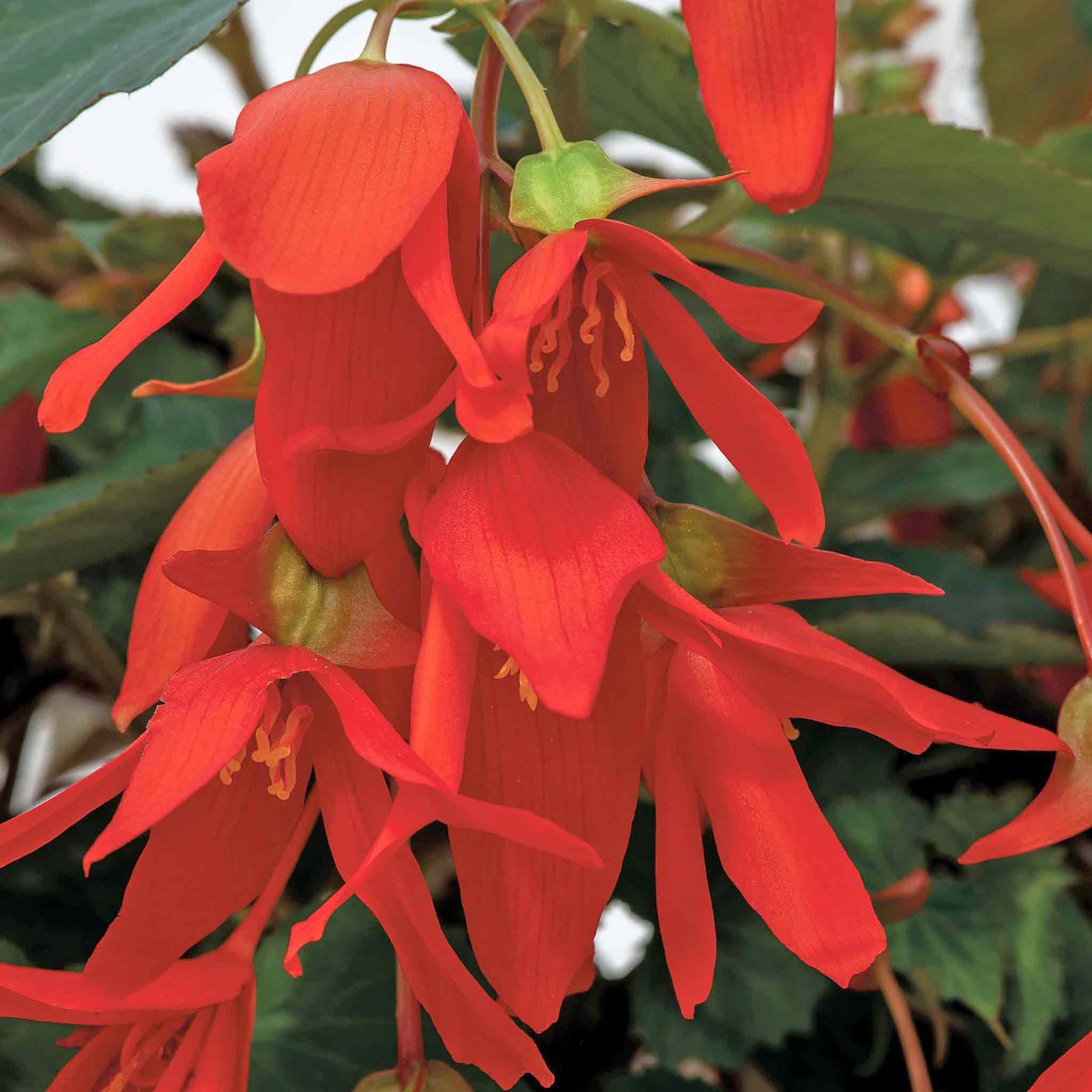 Begonia Groovy Orange F1 | 8 Seeds | Orange