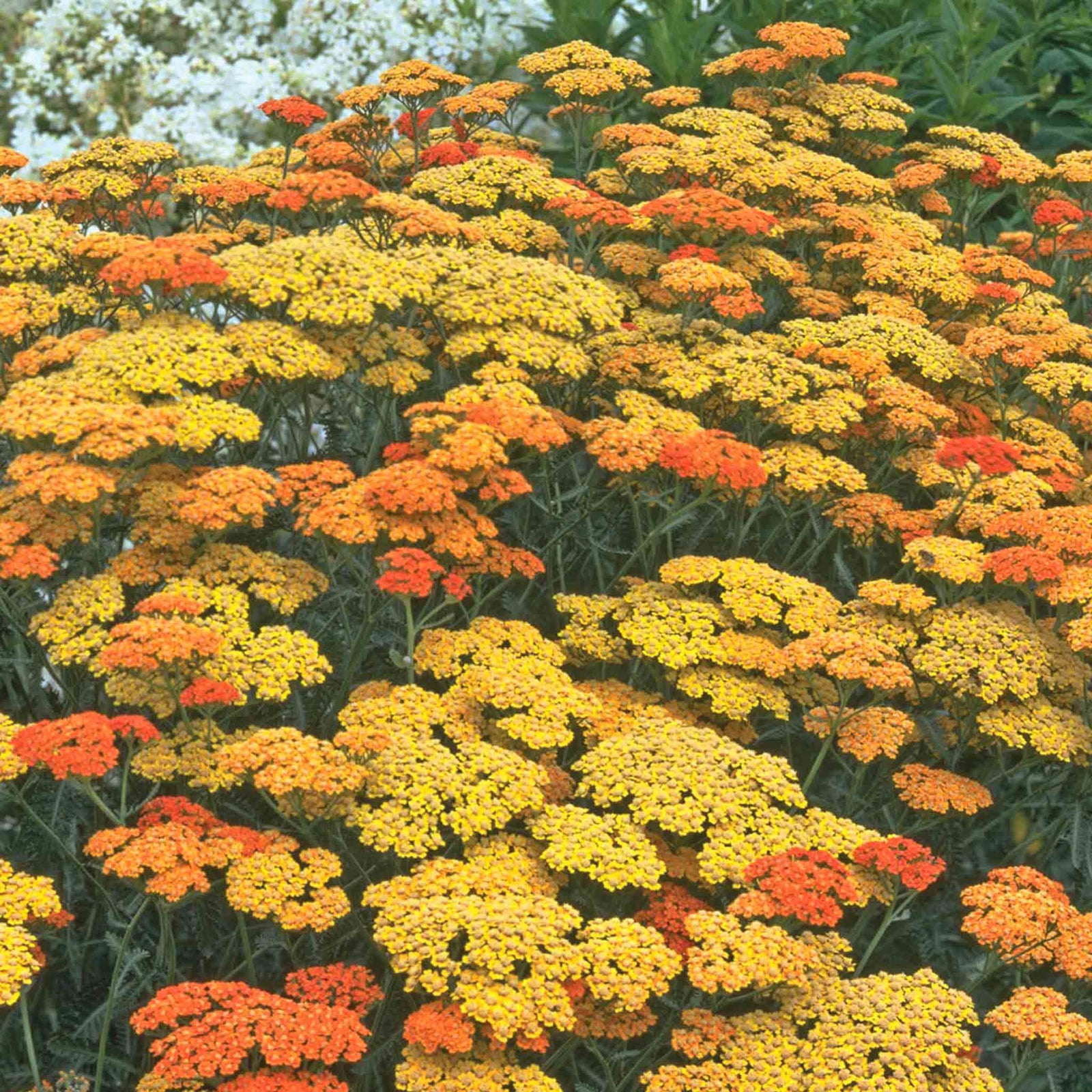 Achillea 'terracotta' Terracotta-to-yellow Flowering Perennial | 3 x 9cm