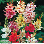 Bumper Spring Bulb Collection Bulbs | 1000 x Bulbs