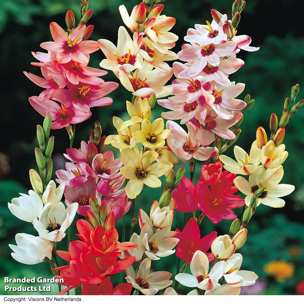 Bumper Spring Bulb Collection Bulbs | 800 x Bulbs