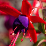 Hayloft Fuchsia Ballerina Collection - Set Of 5 Young Plants