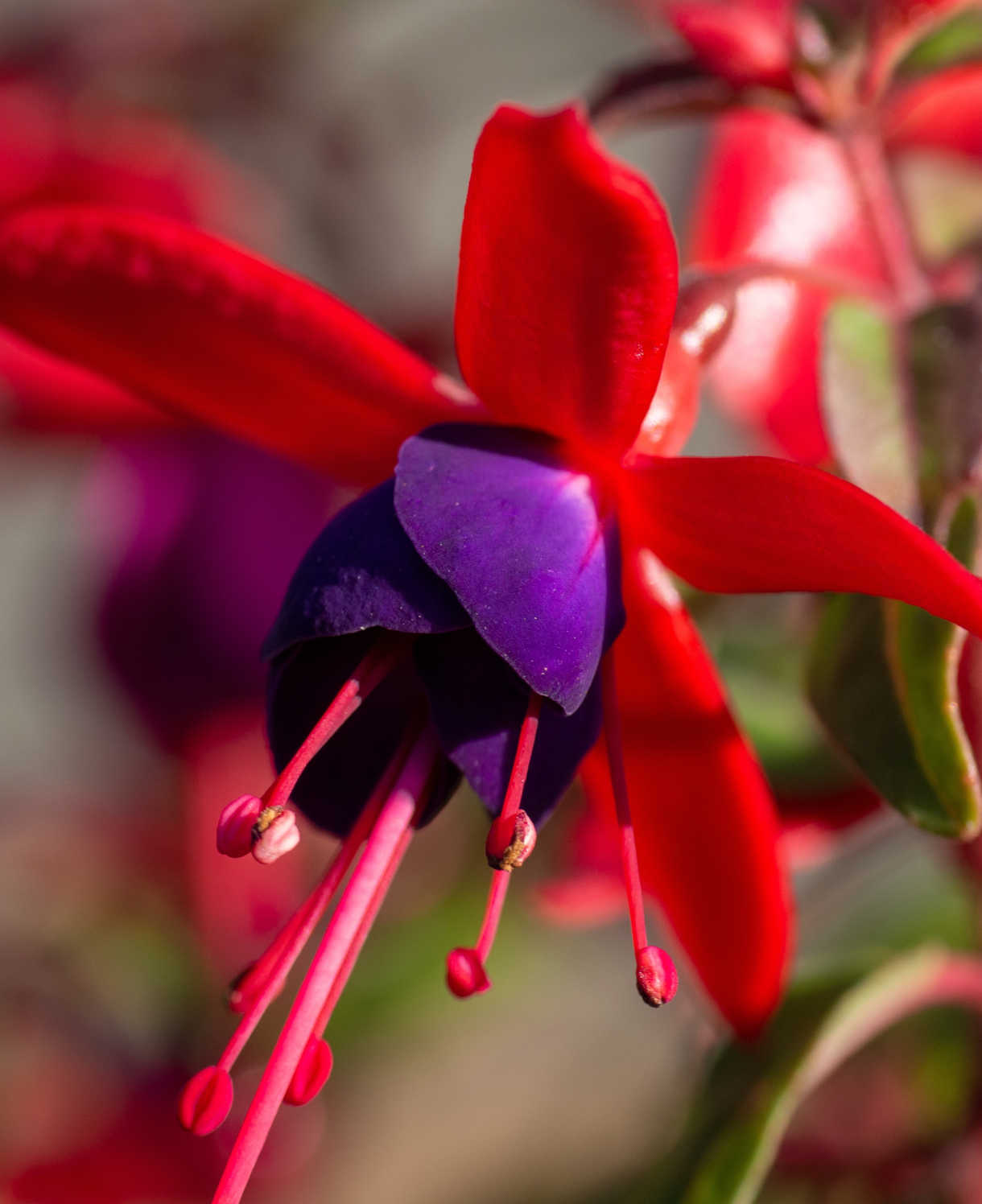 Hayloft Fuchsia Ballerina Collection - Set Of 5 Young Plants