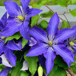 Clematis 'Rhapsody' - Bold and eye-catching - 7cm pot | 3 x 7cm | Dark Purple