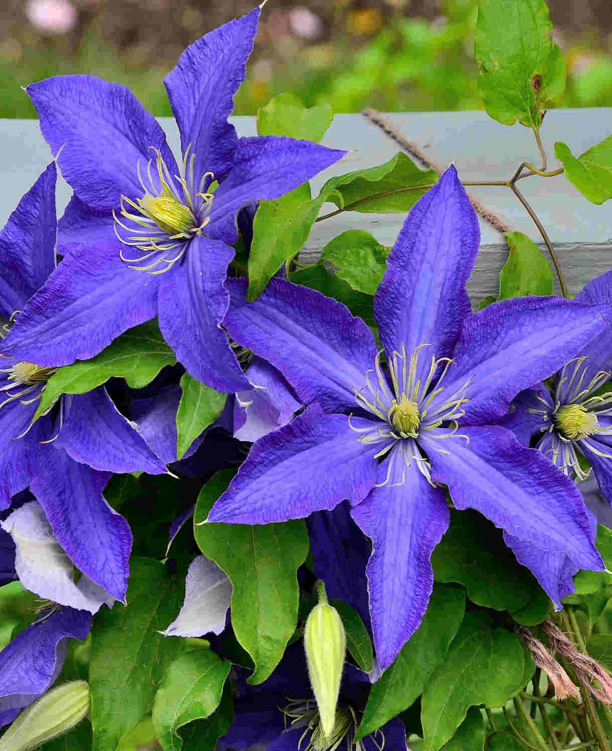 Clematis 'Rhapsody' - Bold and eye-catching - 7cm pot | 3 x 7cm | Dark Purple
