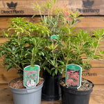 Large Pieris Flaming Silver Shrub Evergreen Garden Plant In A 3 Litre Pot