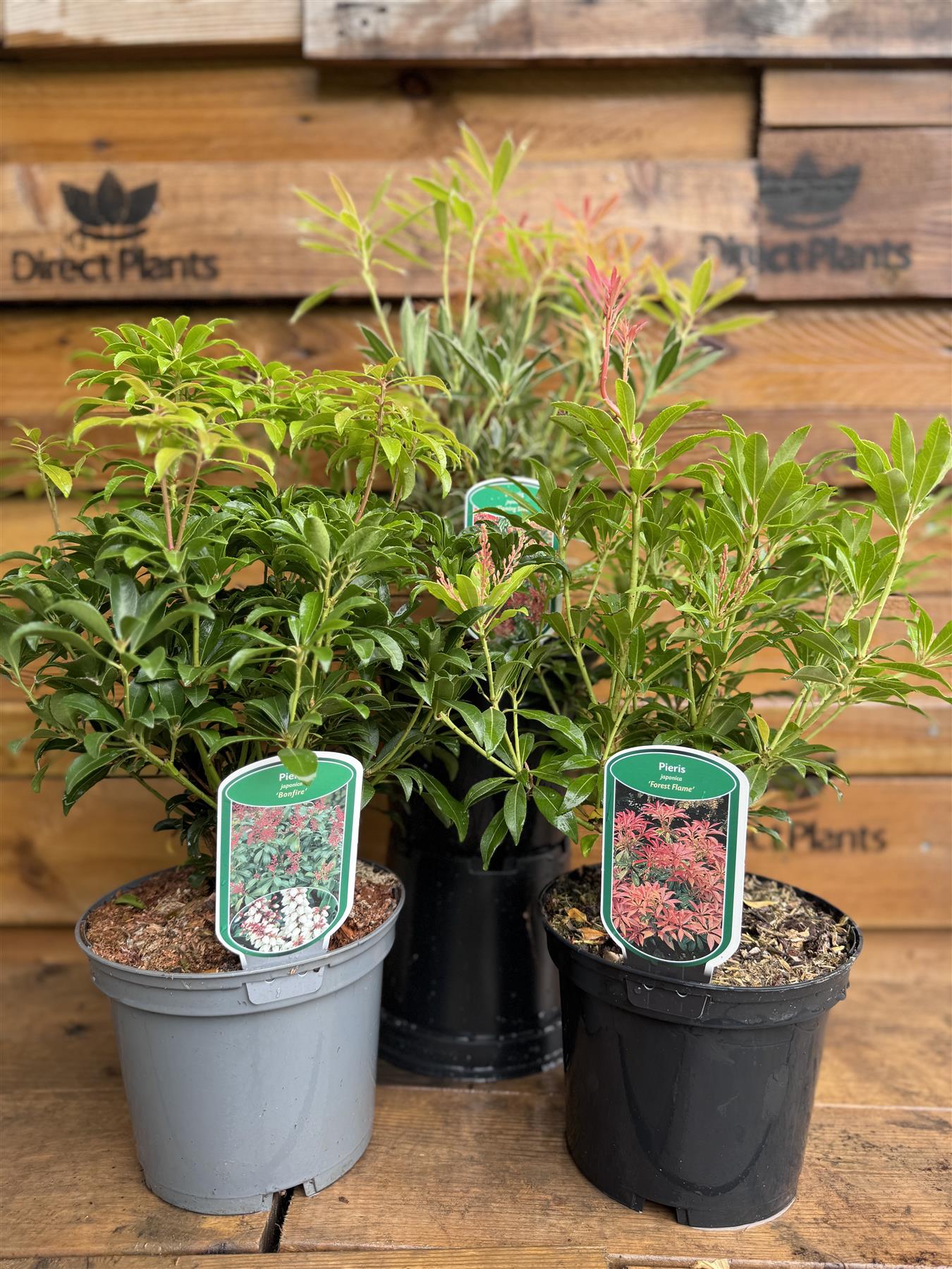 Large Pieris Flaming Silver Shrub Evergreen Garden Plant In A 3 Litre Pot