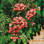 Vilmorin's Rowan Tree (sorbus Vilmorinii) | 1 x Bare Root