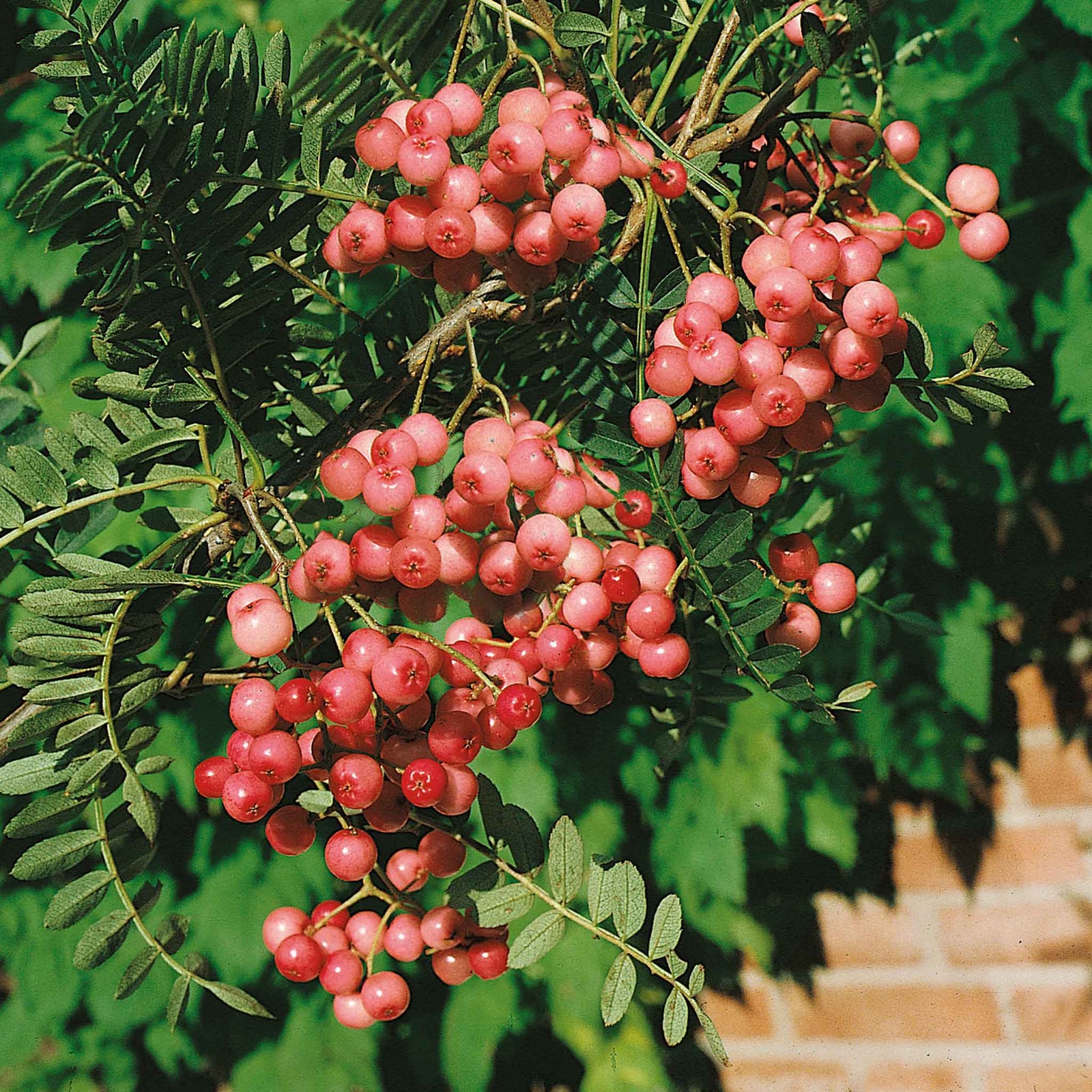 Vilmorin's Rowan Tree (sorbus Vilmorinii) | 1 x Bare Root
