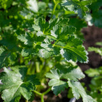 Italian Flat-leaf Parsley | 3 x Plug Plants | Green