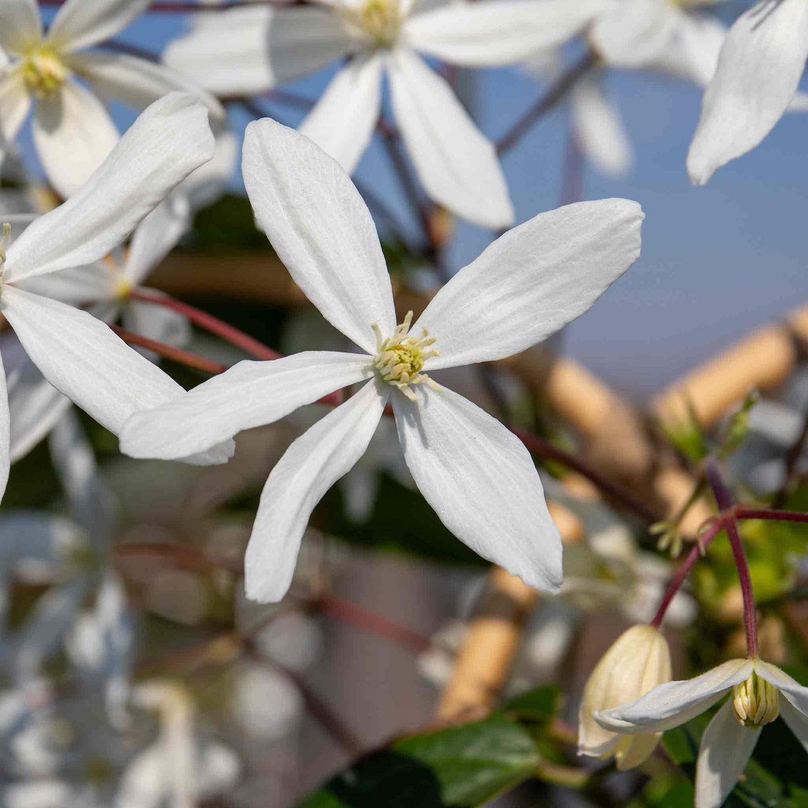 Clematis 'armandii' Evergreen Climber | 1 x 7.5L | Pink & White