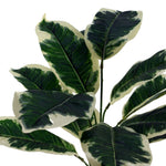 40cm Artificial Pothos Variegated Plant With Planter
