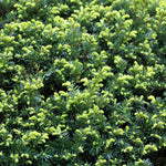 Taxus Baccata English Yew Hedging Plants Pack Of 10 Trees Potted