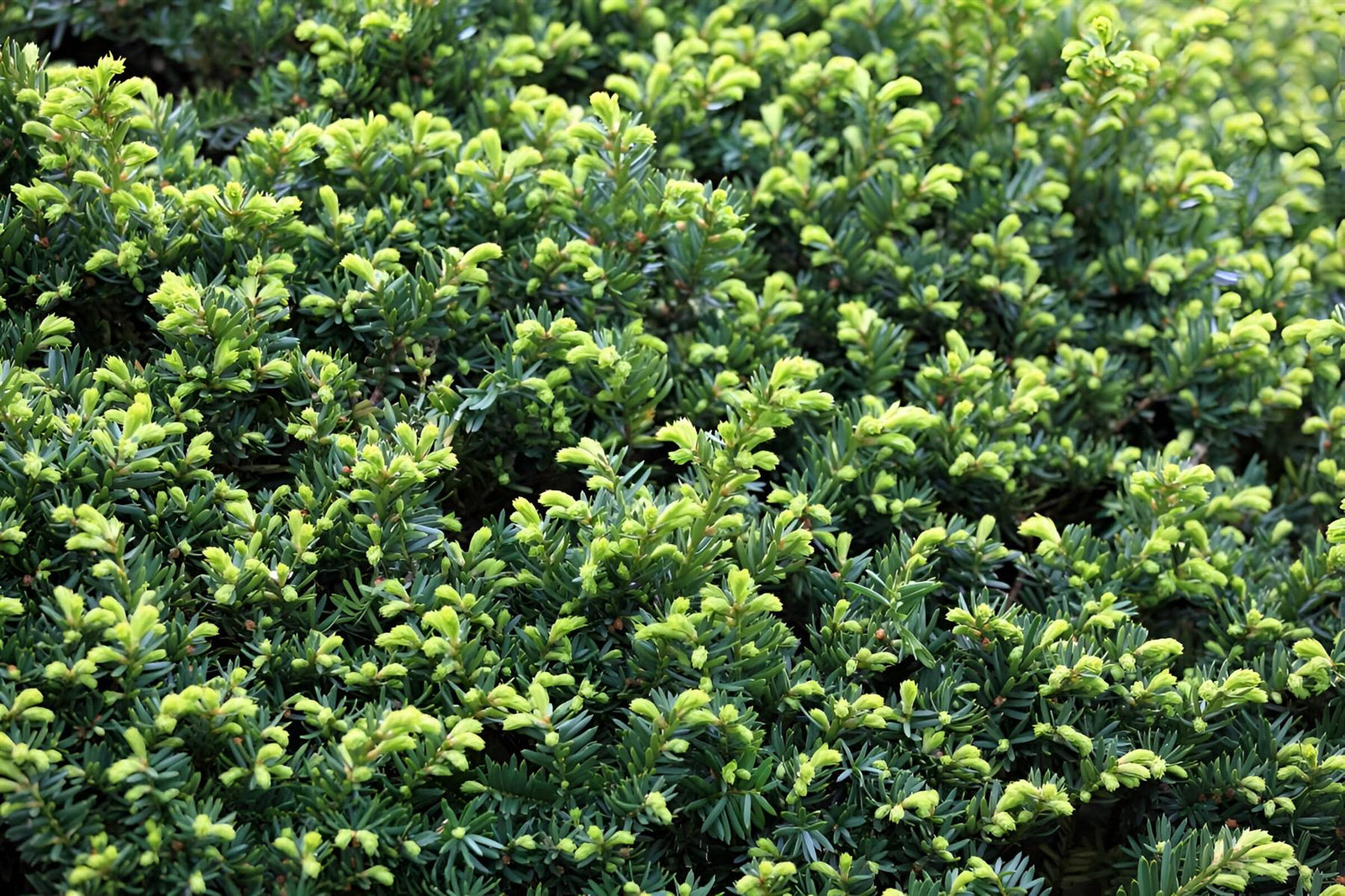 Taxus Baccata English Yew Hedging Plants Pack Of 10 Trees Potted