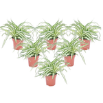 Spider Plant - 6 Pcs. - Chlorophytum Comosum 'atlantic' - Height 25-40cm - ⌀12cm | Set of 6 | Green