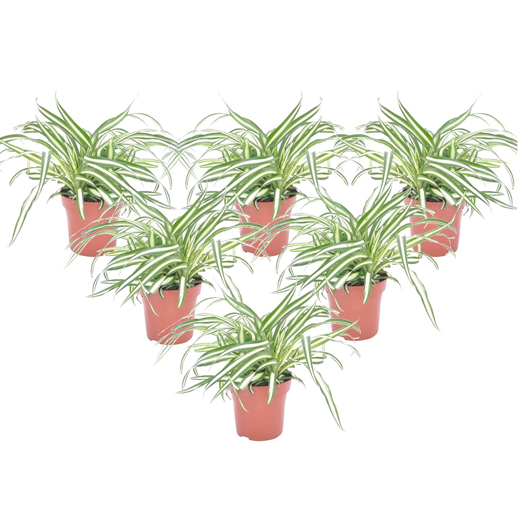 Spider Plant - 6 Pcs. - Chlorophytum Comosum 'atlantic' - Height 25-40cm - ⌀12cm | Set of 6 | Green