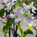 Patio Apple Tree Golden Delicious 1 M | 1 x2l