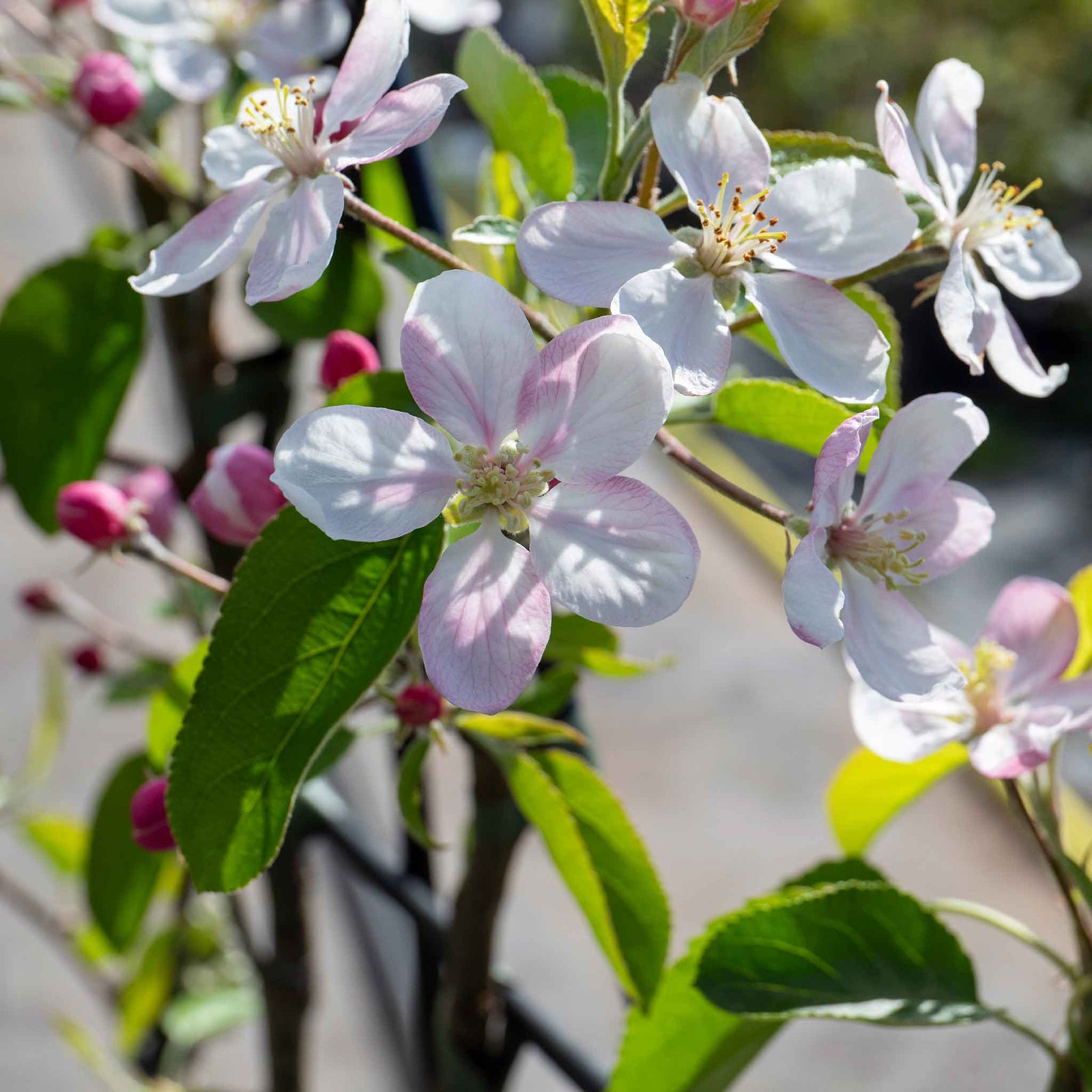 Patio Apple Tree Golden Delicious 1 M | 1 x 5L Espalier