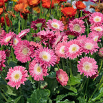 Gerbera 'sweet Memories' - Candy Pink Perennial | 3 x Jumbo Plug Plants | Pink