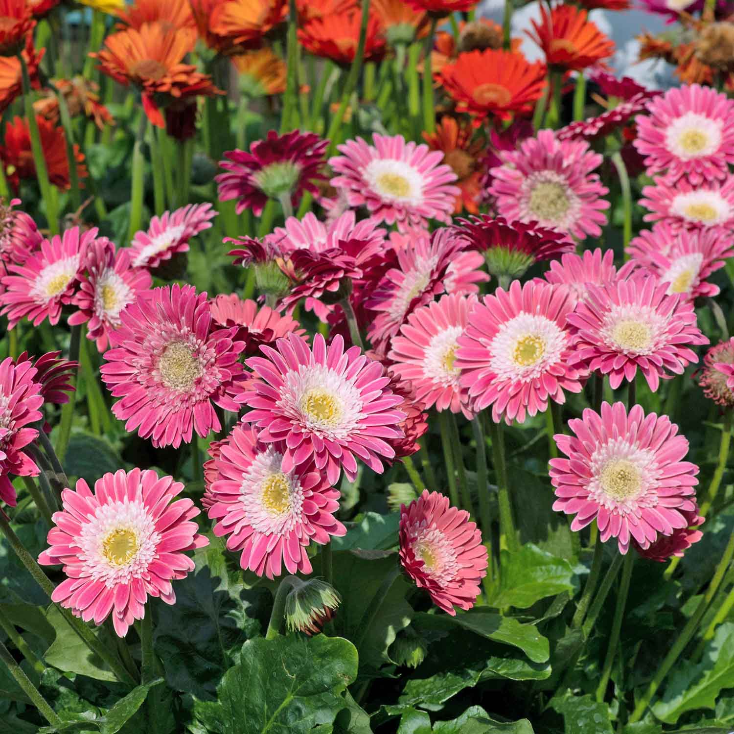 Gerbera 'sweet Memories' - Candy Pink Perennial | 3 x Jumbo Plug Plants | Pink