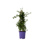 Californian Lilac - Ceanothus Thyrsiflorus Repens - Height 60-70cm - ⌀17cm | Set of 1 | Blue