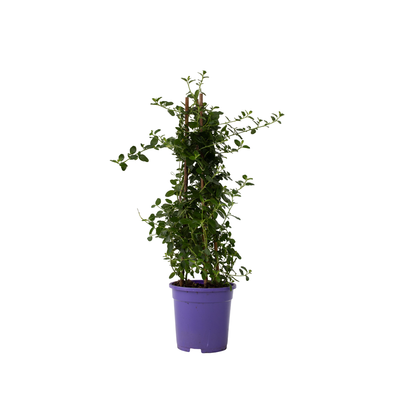 Californian Lilac - Ceanothus Thyrsiflorus Repens - Height 60-70cm - ⌀17cm | Set of 1 | Blue