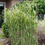 Miscanthus 'giganteus Alligator' Variegated Ornamental Grass 9cm | Set of 3 | Orange & Yellow