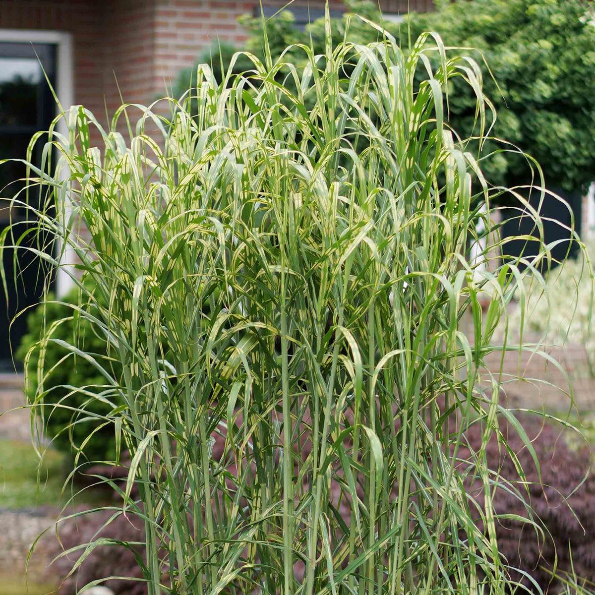 Miscanthus 'giganteus Alligator' Variegated Ornamental Grass 9cm | Set of 1 | Multi