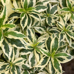 Diervilla Sessilifolia 'cool Splash' Variegated Shrub | 1 x 3L | Lime Green