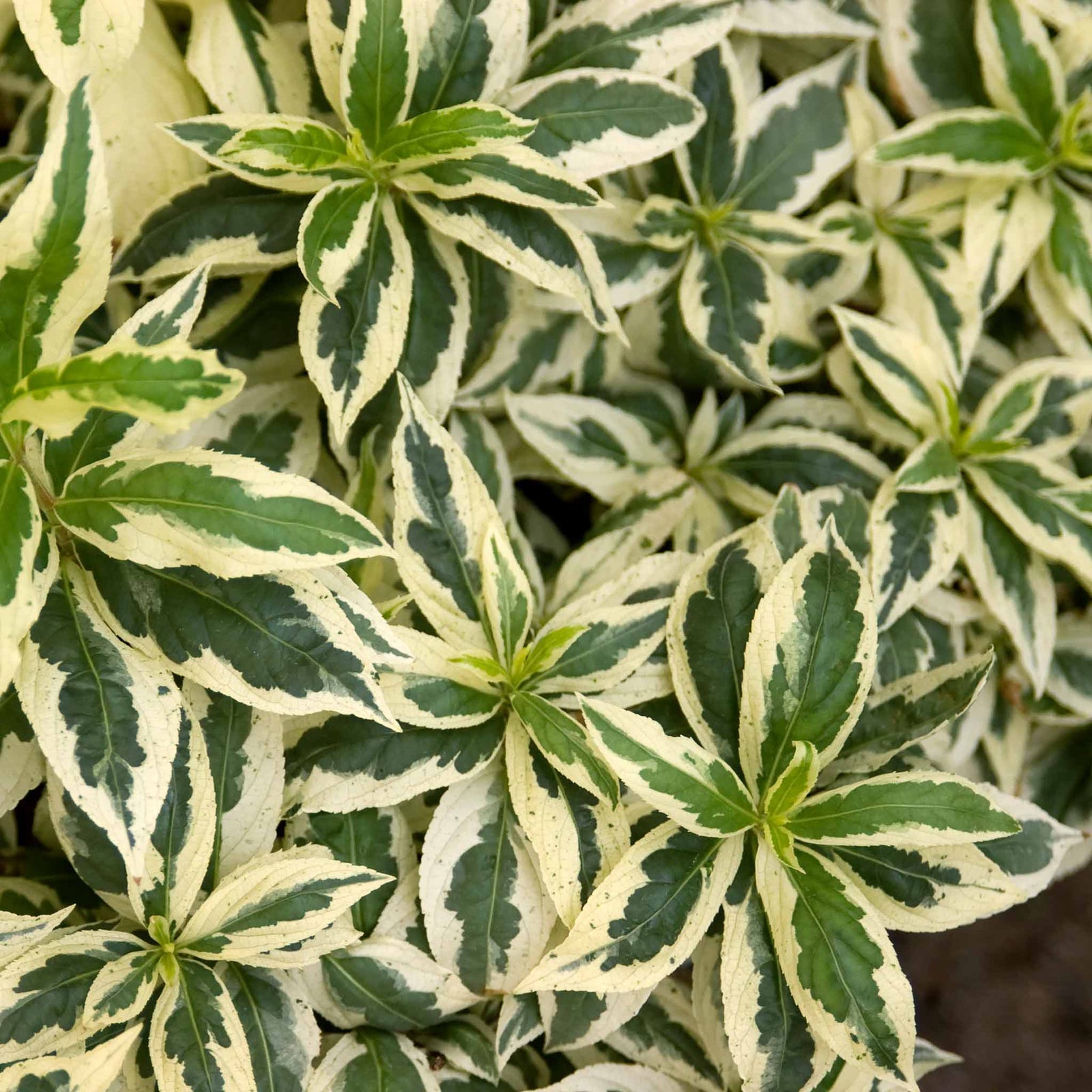 Diervilla Sessilifolia 'cool Splash' Variegated Shrub | 1 x 3L | Lime Green