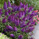Buddleja 'candy Little Purple' (dwarf Butterfly Bush) | 1 x 7.5L | Purple