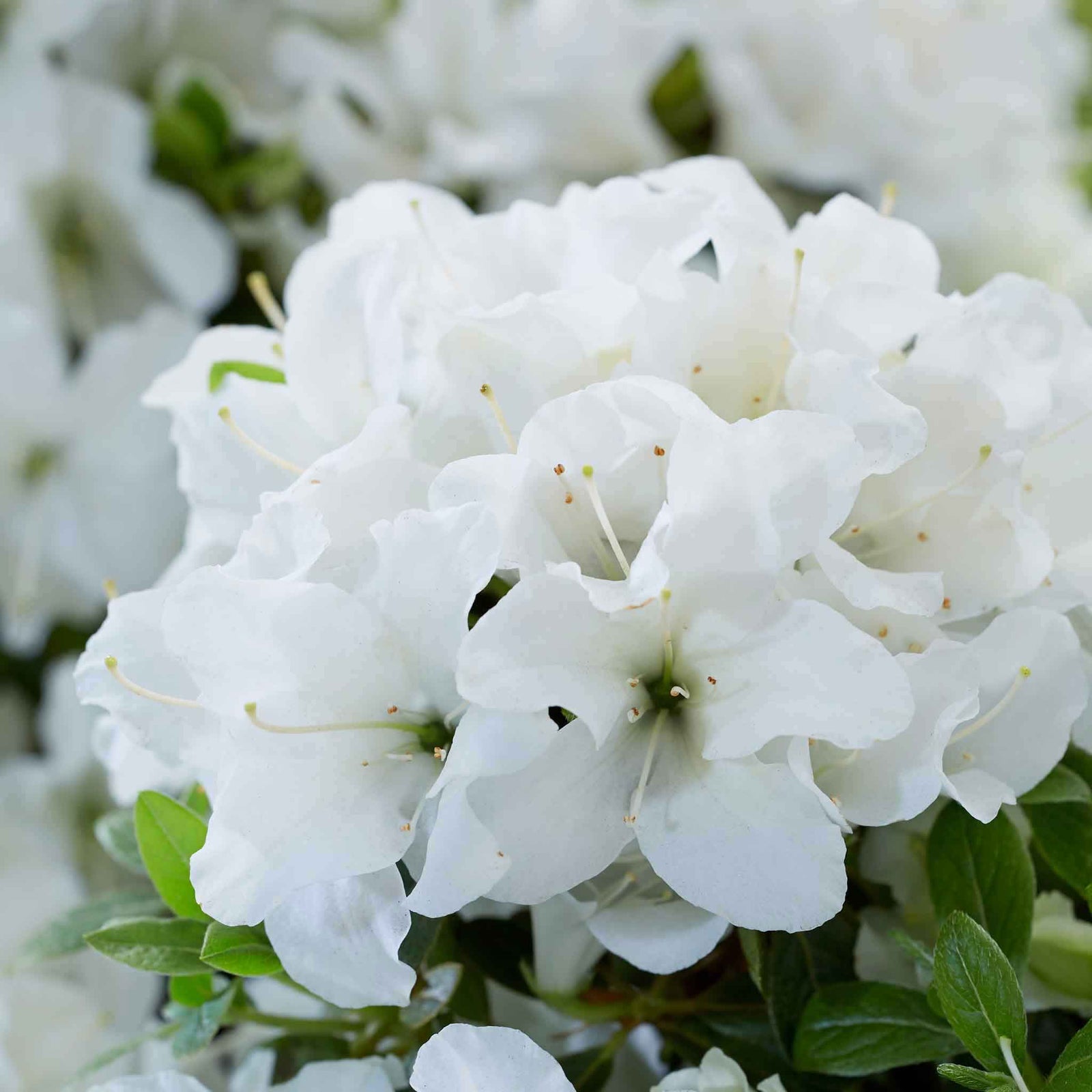 Azalea 'encore Pure White' Compact Semi-evergreen | 1 x 2L | White