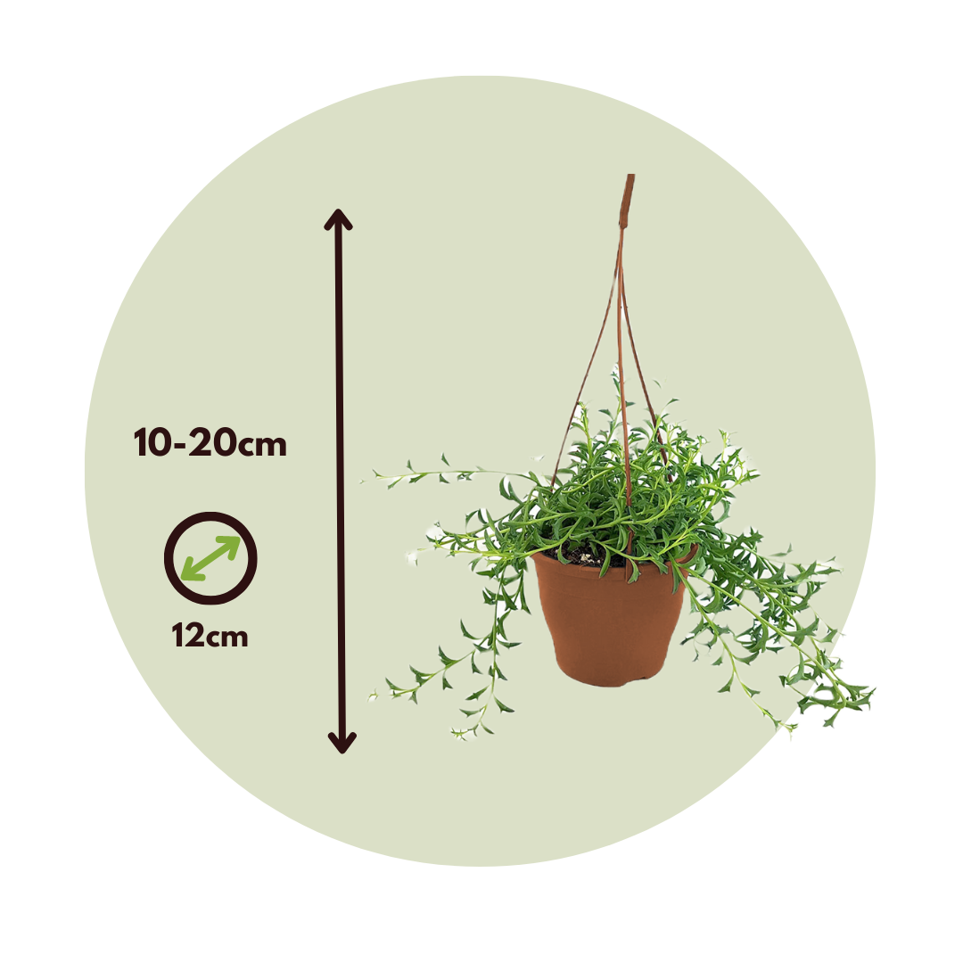 String Of Dolphins - Senecio Peregrinus - Height 10-20cm - ⌀12cm | Set of 1 | Green