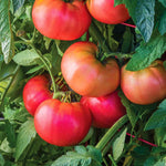 Rose Crush Tomato Seeds | 10 Seeds