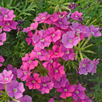 Verbena Plant Collection - 6 Or 12 , Showboat Mango, Mango Fizz, Vera Pink | 6 x Plug Plants | Multi Colour