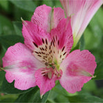 Hayloft Alstroemeria Pitchoune 'rosie' - 3 X 9cm Pots