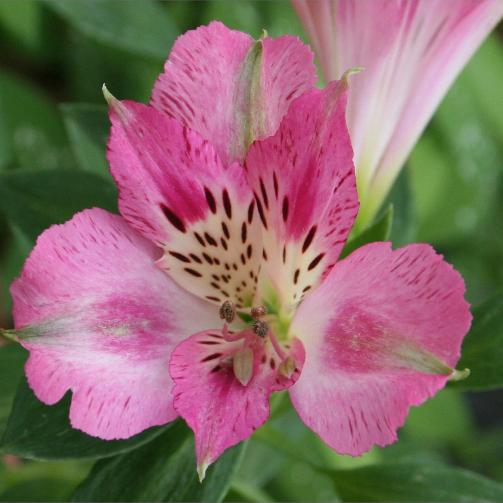 Hayloft Alstroemeria Pitchoune 'rosie' - 3 X 9cm Pots