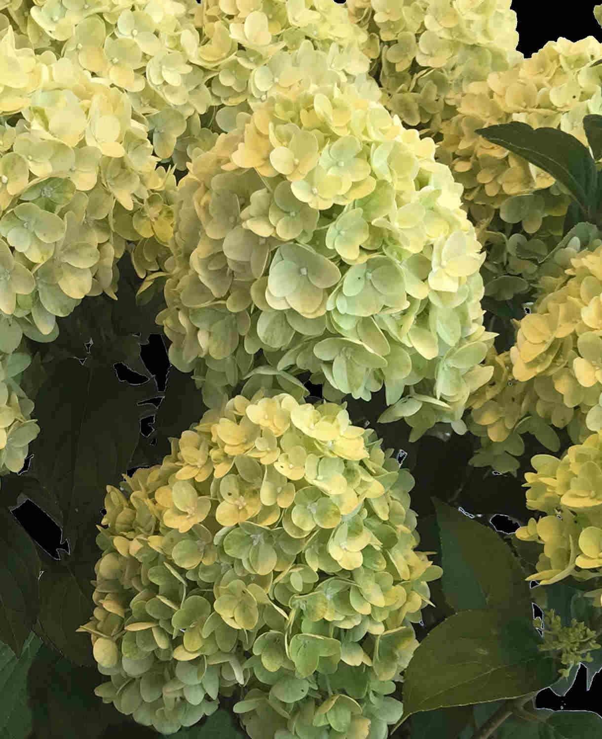 Hydrangea Paniculata Gardenlights Lemonlight - 12cm pot | Set-of-3