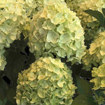 Hydrangea Paniculata Gardenlights Lemonlight - 12cm pot | Set-of-1