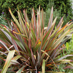 Phormium 'maori Queen' Evergreen, Drought-tolerant Border Plant | 1 x 9cm | Green & Pink