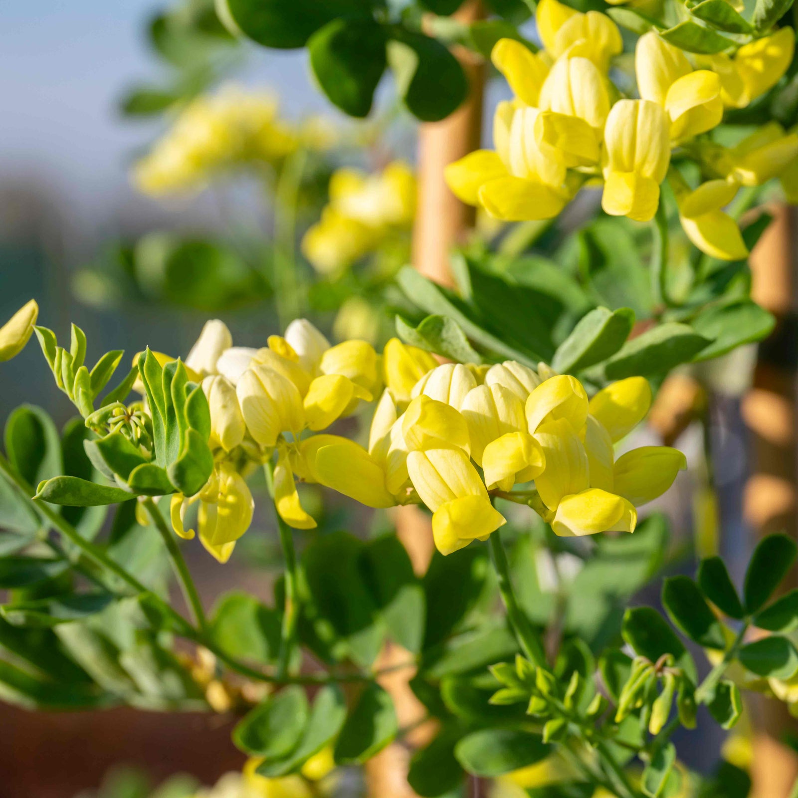 Coronilla 'glauca Citrina' - Evergreen Shrub With Scented Pale Lemon Flowers | 3 x 9cm