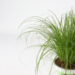 Cat Grass - 4 Pcs. - Cyperus Zumula - Height 30-40cm - ⌀12cm | Set of 4 | Green