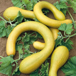 Tromboncino Squash Plant | 3 x Jumbo Plugs | Yellow