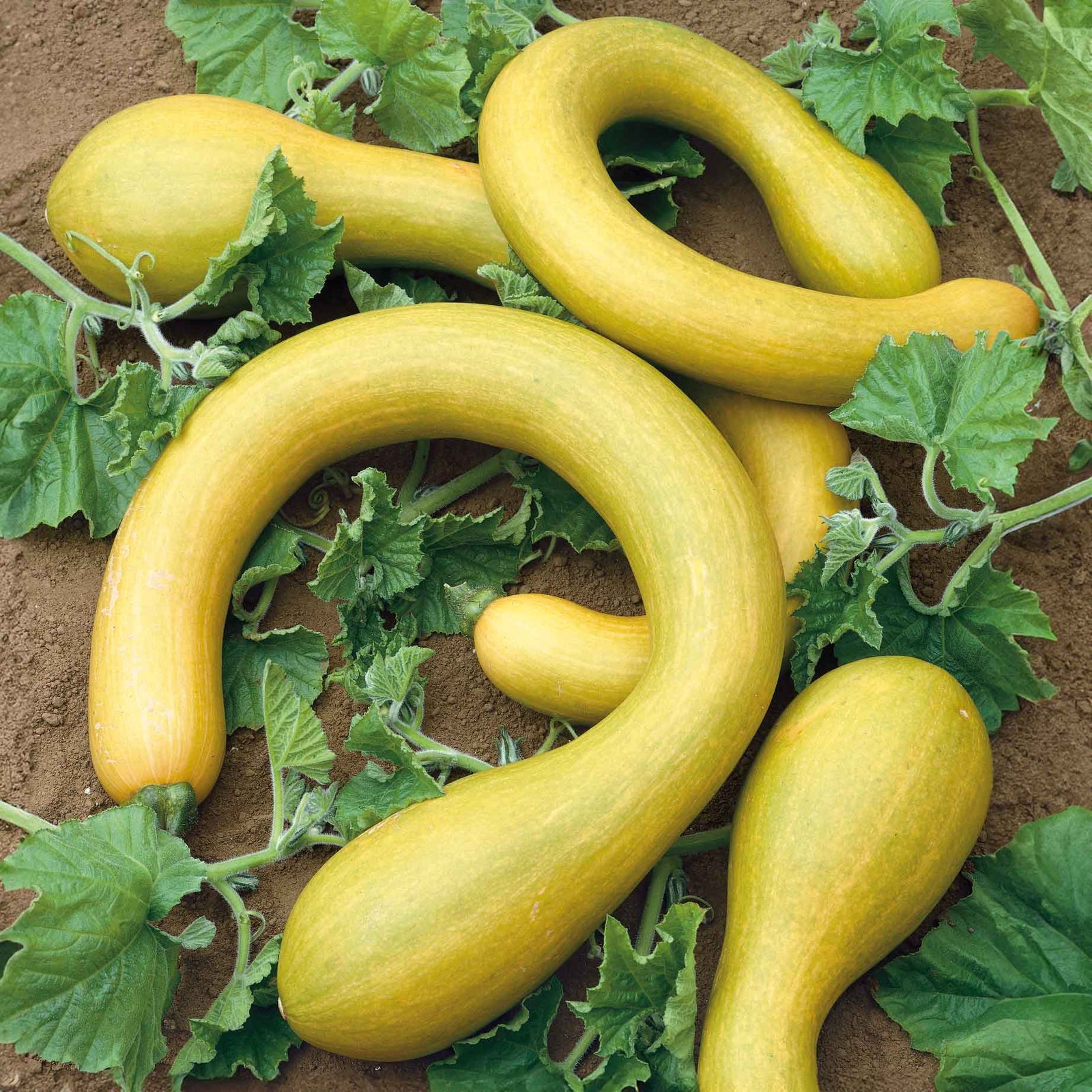 Tromboncino Squash Plant | 3 x Jumbo Plugs | Yellow