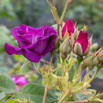 Rose 'rhapsody In Blue' – Purple Shrub Rose (roty 2003) | 1 x Bare Root | Purple
