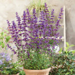 Nepeta 'walker's Low' - Low-growing Pollinator-friendly Catmint | 6 x Jumbo Plugs | Purple