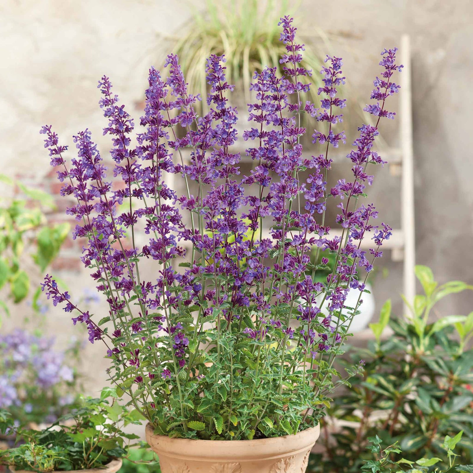 Nepeta 'walker's Low' - Low-growing Pollinator-friendly Catmint | 3 x Jumbo Plugs | Purple
