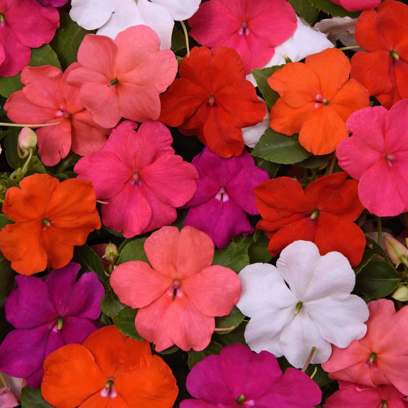 Busy Lizzie Beacon Select Mix - Disease-resistant Bedding Impatiens | 60 x Pro Grower Plugs | Multi