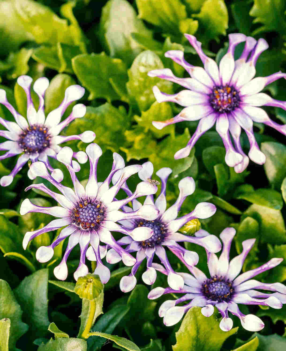 Hayloft Osteospemum White Spoon - 5 Young Plants
