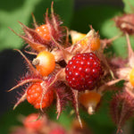 Japanese Wineberry (rubus Phoenicolasius) | 1 x 2L | Red