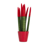 Snake Plant Velvet Touch - Sansevieria Cylindrica - Height 20-40cm - ⌀9cm | Red